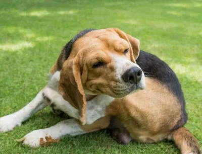 Пищевая аллергия у собак: симптомы и лечение