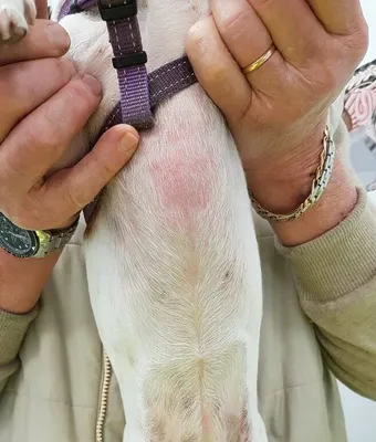 Аллергия у собак - Кожа вашей собаки - Дуксо S3 RU