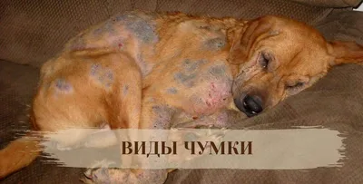Чума собак — Википедия