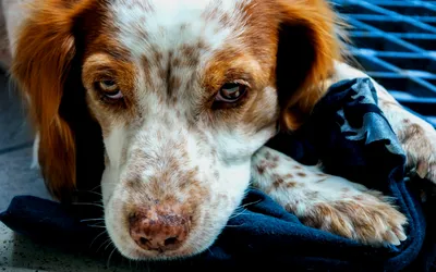 Чумка у собак: первые признаки, симптомы, лечение в домашних условиях,  профилактика заболевания