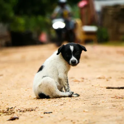 Симптомы чумки у собак: можно ли спасти любимца | For Pet | Дзен