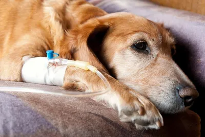 Ученые предупредили об опасности микроспории для собак и их владельцев |  Ветеринария и жизнь