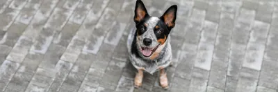 Чумка у собак - симптомы и лечение, первые признаки | Вакцина от чумки |  Pet-Yes