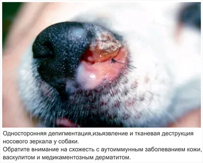 Эпителиотропная лимфома у собак и кошек