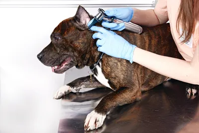 Атопический дерматит у собак: лечение, симптомы, фото