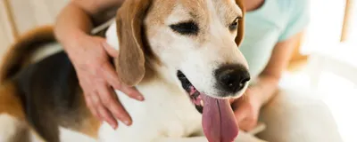 Лимфома у собак: симптомы, лечение и прогноз, разновидности, причины  появления лимфомы у собак