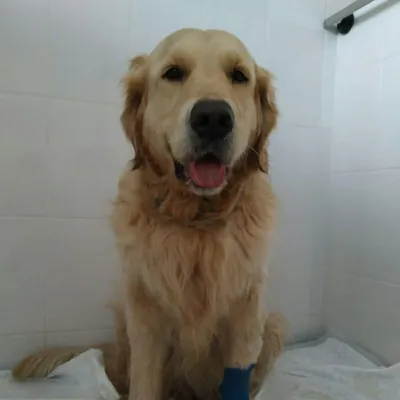 Как лечится лимфома у собак, ветеринарные клиники Тюмени - 20 ноября 2022 -  72.ру