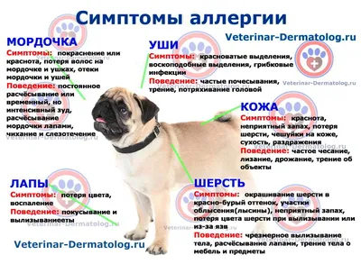 Основные инфекционные болезни собак