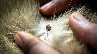 Эктопаразиты кошек и собак: виды и лечение | Здоровье и уход за питомцами |  Дзен