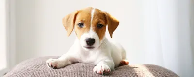 Паразиты у собак: как выявить и как вылечить животноеЦентр реабилитации  временно бездомных животных «Юна»
