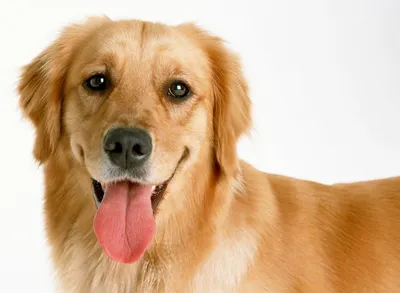 Передаваемые клещами болезни собак: симптомы, последствия, защита