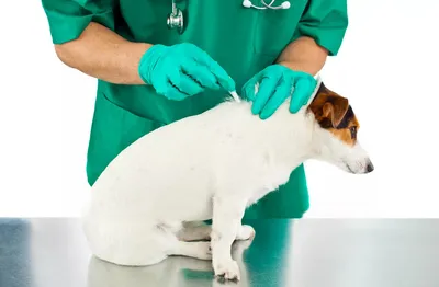 Прыщи у собак: фото, причины и лечение от Ветеринара Дерматолога