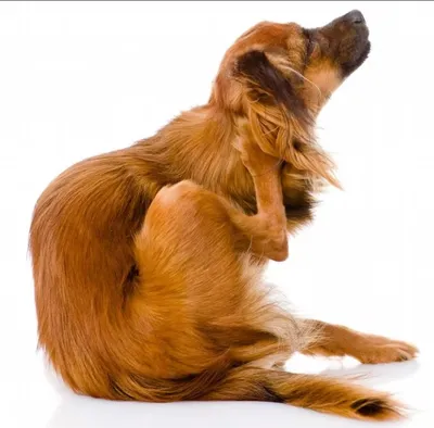 Перхоть у собак - причины сухости кожи | Royal Canin UA