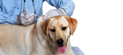 Клещ у собаки: разновидности, признаки, последствия укуса - Лечение в  домашних условиях