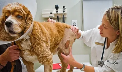 Болезни собак: симптомы и определение заболеваний у вашего питомца