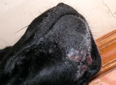 Кожные заболевания у собак: виды, симптомы, описание с фото и лечение |  PetGuru
