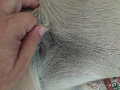 ⭐ Топ-5 дерматологических проблем у собак ⭐ | Российская кинологическая  федерация | Дзен