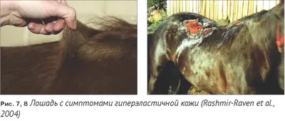 Инфекция borrelia burgdorferi у лошадей (болезнь лайма) / Infection  borrelia burgdorferi in horses (lyme disease)