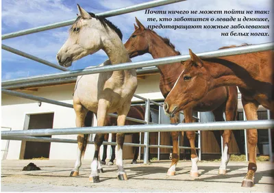 Кожные заболевания у лошадей фото фотографии