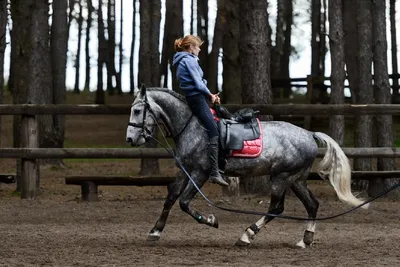Болезни суставов у лошадей– основные виды, причины, выбор лечения
