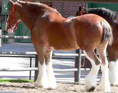 Солевая терапия для лошадей | Viva Salt