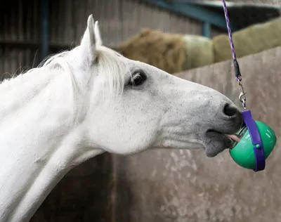 Кормовая добавка Фелуцен ЛЭ-3 для лошадей на откорме 10кг - купить с  доставкой по выгодным ценам в интернет-магазине OZON (244411538)