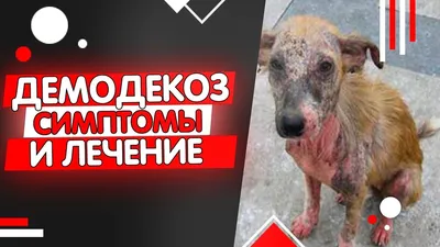 Заболевания кожи у собак - Ветеринарная служба в Новой Москве