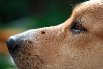 Кожные заболевания у собак | Пикабу