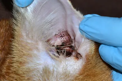 Лечение демодекоза у кошек, собак: симптомы, фото, препараты