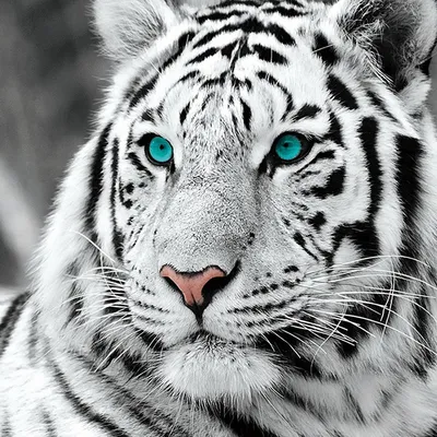 Красивые фото белого тигра 