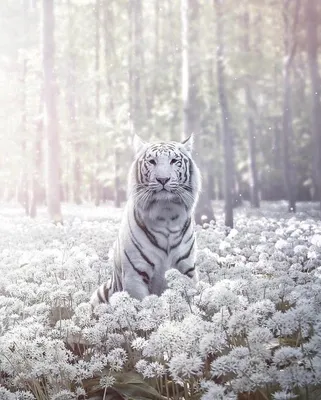 Белый тигр | Белый тигр, Белые тигры, Фотография питомца