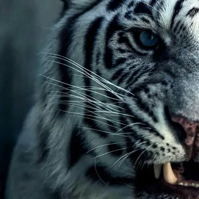 Белый Тигр | Белые тигры, Дымчатый леопард, Кошачьи