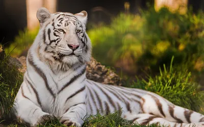 Белый тигр. :: Сергей Дружаев – Социальная сеть ФотоКто