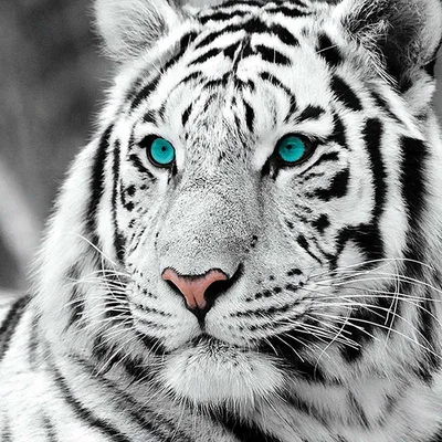 изображение сидящего белого тигра, картинка белого тигра, животное, дикая  природа фон картинки и Фото для бесплатной загрузки
