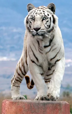 Картинки белый тигр (65 фото) 🔥 Прикольные картинки и юмор