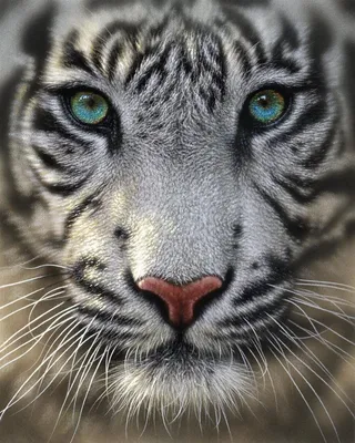 Белый Тигр (24 фото)