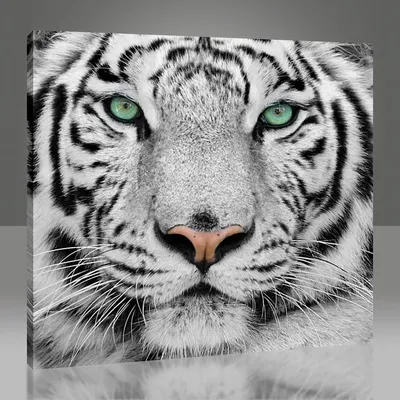 Белый тигр краткая информация | MorevOkne.ru