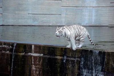 Печать на холсте Распад белого тигра – лучшие товары в онлайн-магазине Джум  Гик