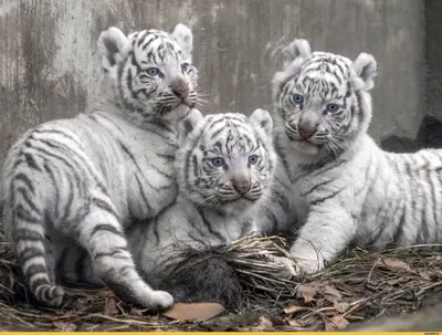 ✓ Белый тигр бенгальский: красивые фото, интересное видео