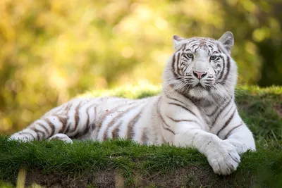 Белый тигр обои на телефон - 54 фото