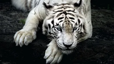 Картинки белые тигры (49 фото)