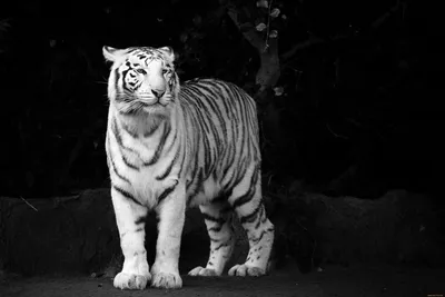 Белый тигр обои для рабочего стола, картинки Белый тигр, фотографии Белый  тигр, фото Белый тигр скачать бесплатно | FreeOboi.Ru