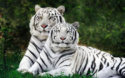 Доклад-сообщение про Белого тигра — Природа Мира