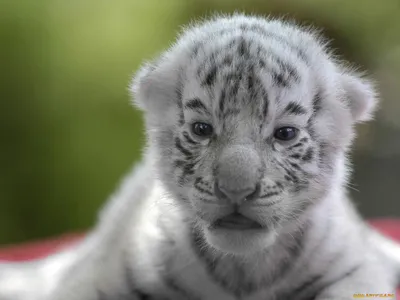 Картинки белый тигр, тигр, хищник, лапы, морда, усы - обои 2560x1440,  картинка №254578