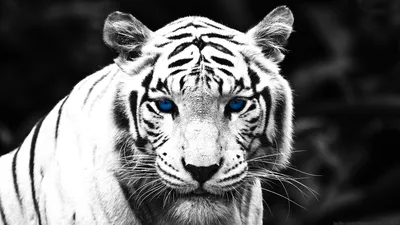 Красивый мощный белый тигр лежит с…» — создано в Шедевруме