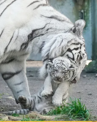 Белый тигр эксклюзивные вместе одна фотография 3 Стоковое Изображение -  изображение насчитывающей смотрит, цвет: 171825203