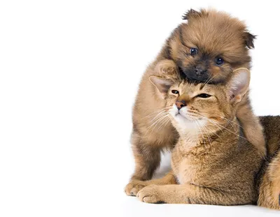 Коты и собаки вместе: истории из жизни, советы, новости, юмор и картинки —  Все посты | Пикабу
