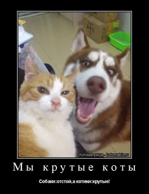 Картинка щенков кошка Собаки два Животные Белый фон