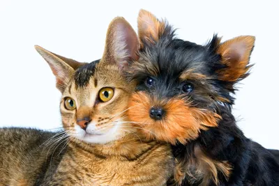 Картинки собак и кошек - 80 фото