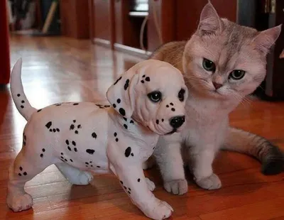 Красивый пушистый кот и собака …» — создано в Шедевруме